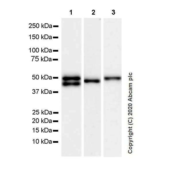 Western blot - Anti-GFAP antibody [EPR1034Y] - Mouse IgG1 (Chimeric) - BSA and Azide free (AB279301)