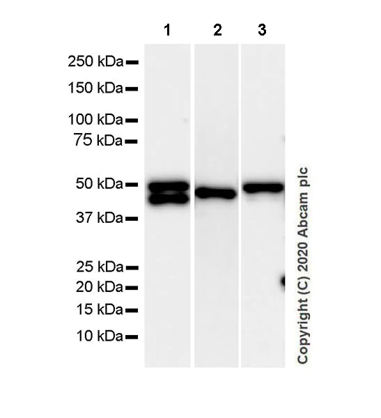 Western blot - Anti-GFAP antibody [EPR1034Y] - Mouse IgG2a (Chimeric) - BSA and Azide free (AB279302)