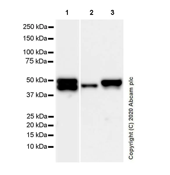 Western blot - Anti-GFAP antibody [EPR1034Y] - Rat IgG2a (Chimeric) - BSA and Azide free (AB279303)
