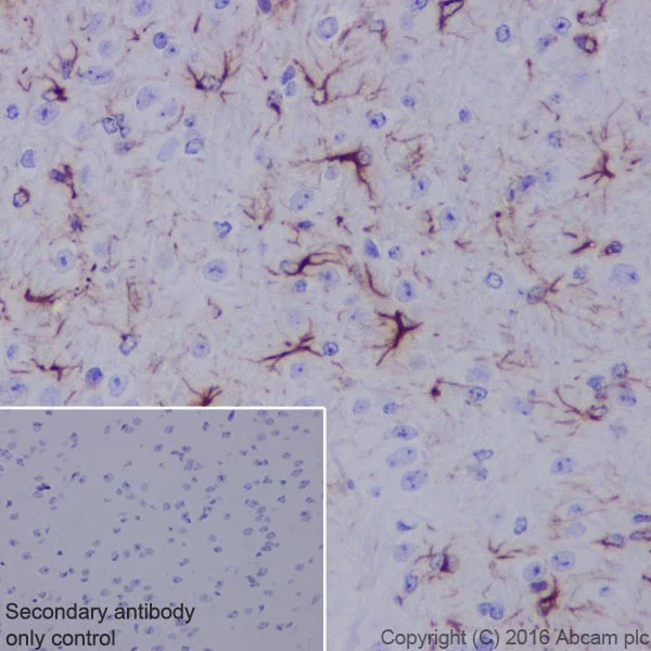 Immunohistochemistry (Formalin/PFA-fixed paraffin-embedded sections) - Anti-GFAP antibody [EPR19996] - Astrocyte Marker (AB207165)