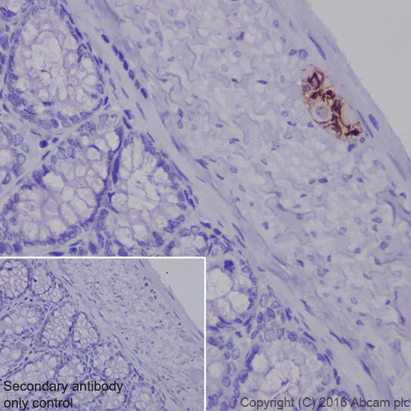 Immunohistochemistry (Formalin/PFA-fixed paraffin-embedded sections) - Anti-GFAP antibody [EPR19996] - Astrocyte Marker (AB207165)