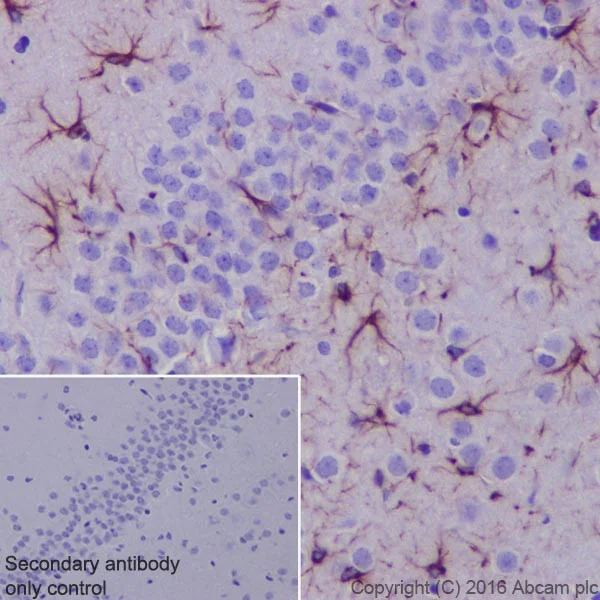 Immunohistochemistry (Formalin/PFA-fixed paraffin-embedded sections) - Anti-GFAP antibody [EPR19996] - Astrocyte Marker (AB207165)