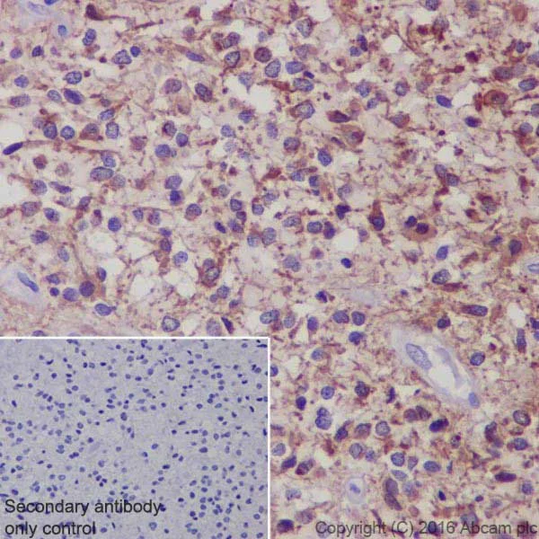 Immunohistochemistry (Formalin/PFA-fixed paraffin-embedded sections) - Anti-GFAP antibody [EPR19996] - Astrocyte Marker (AB207165)