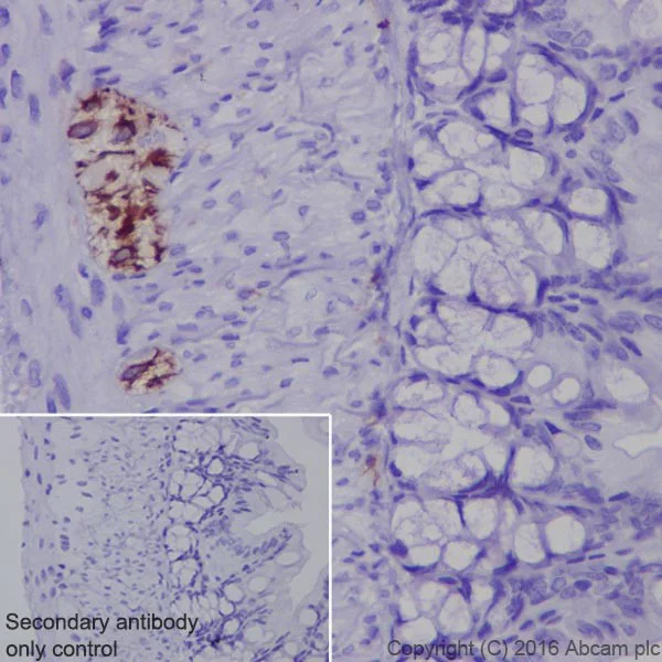Immunohistochemistry (Formalin/PFA-fixed paraffin-embedded sections) - Anti-GFAP antibody [EPR19996] - Astrocyte Marker (AB207165)