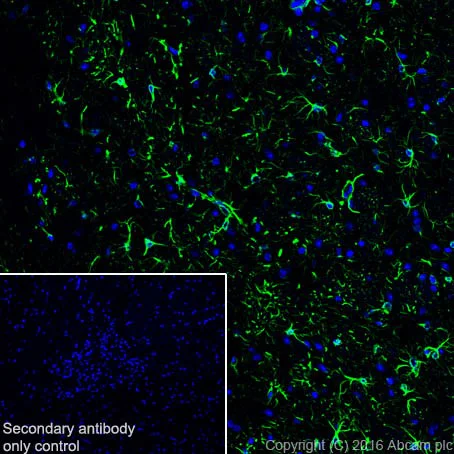 Immunohistochemistry (Frozen sections) - Anti-GFAP antibody [EPR19996] - Astrocyte Marker (AB207165)