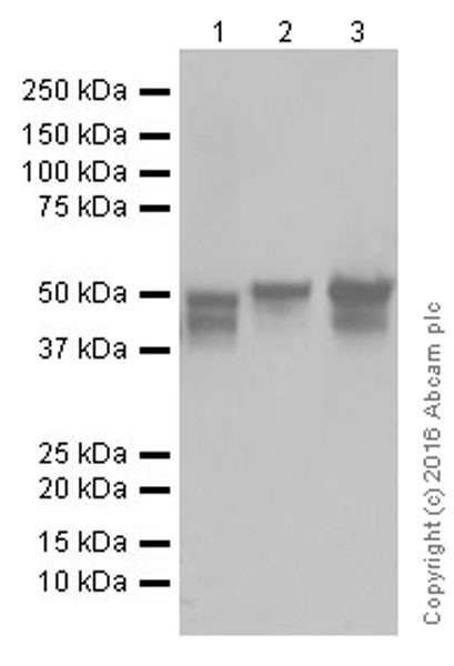 Western blot - Anti-GFAP antibody [EPR19996] - Astrocyte Marker (ab207165), expandable thumbnail