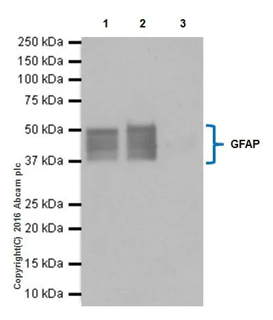 Immunoprecipitation - Anti-GFAP antibody [EPR19996] - BSA and Azide free (AB223127)