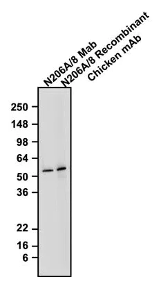 Western blot - Anti-GFAP antibody [N206A/8] - Chicken IgY (Chimeric) (AB325664)