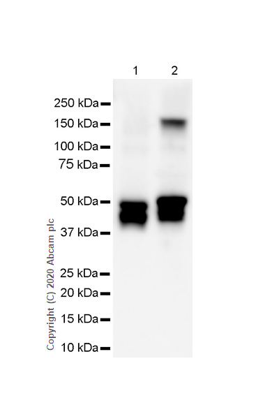 Western blot - Anti-GFAP antibody [RM1003] - Astrocyte Marker (ab278054), expandable thumbnail