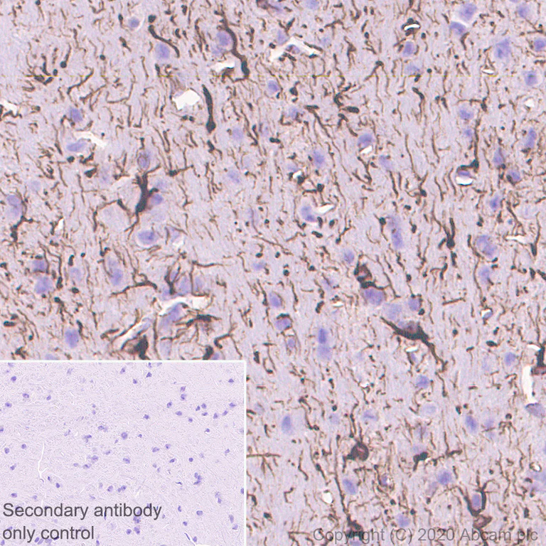 Immunohistochemistry (Formalin/PFA-fixed paraffin-embedded sections) - Anti-GFAP antibody [RM1003] - BSA and Azide free (AB283862)