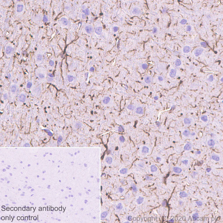 Immunohistochemistry (Formalin/PFA-fixed paraffin-embedded sections) - Anti-GFAP antibody [RM1003] - BSA and Azide free (AB283862)