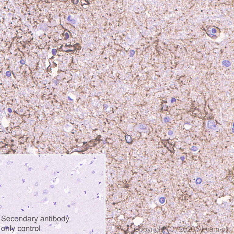 Immunohistochemistry (Formalin/PFA-fixed paraffin-embedded sections) - Anti-GFAP antibody [RM1003] - BSA and Azide free (AB283862)