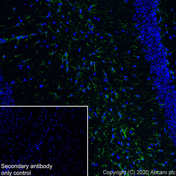 Immunohistochemistry (Frozen sections) - Anti-GFAP antibody [RM1003] - BSA and Azide free (AB283862)