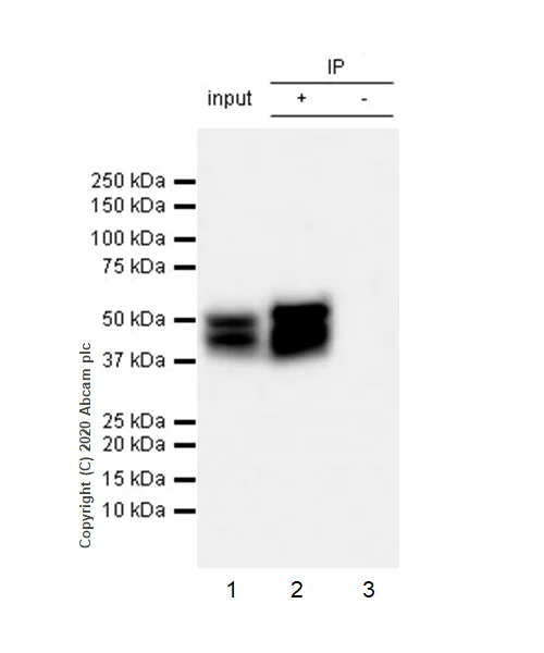 Immunoprecipitation - Anti-GFAP antibody [RM1003] - BSA and Azide free (AB283862)