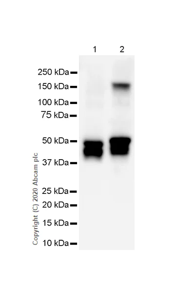 Western blot - Anti-GFAP antibody [RM1003] - BSA and Azide free (AB283862)