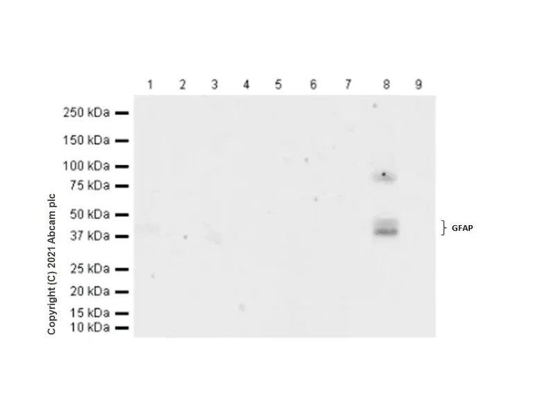 Western blot - Anti-GFAP antibody [RM1003] - BSA and Azide free (AB283862)