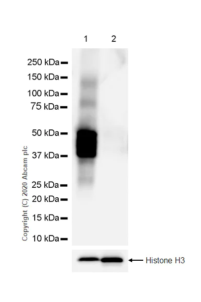 Western blot - Anti-GFAP antibody [RM1003] - BSA and Azide free (AB283862)