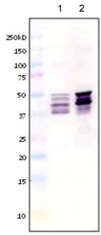 Western blot - Anti-GFAP antibody [ZRF-1] - Astrocyte Marker (AB154474)