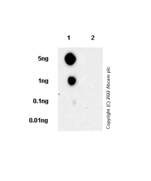 Dot Blot - Anti-GFAP (phospho S13) antibody [EPR25281-65] (AB303560)