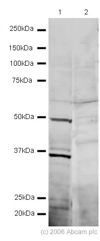 Western blot - Anti-GFI1 antibody (AB21061)