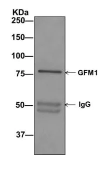 Immunoprecipitation - Anti-GFM1 antibody [EPR12263-33] - BSA and Azide free (AB249767)