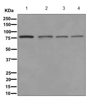 Western blot - Anti-GFM1 antibody [EPR12263-33] - BSA and Azide free (AB249767)