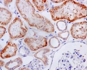 Immunohistochemistry (Formalin/PFA-fixed paraffin-embedded sections) - Anti-GFM1 antibody [EPR12263] - BSA and Azide free (AB249664)