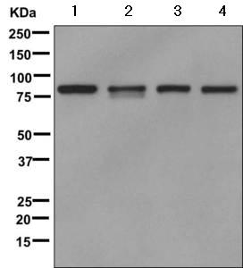 Western blot - Anti-GFM1 antibody [EPR12263] - BSA and Azide free (AB249664), expandable thumbnail