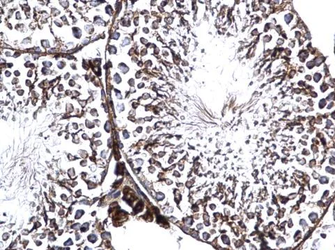 Immunohistochemistry (Formalin/PFA-fixed paraffin-embedded sections) - Anti-GFM2 antibody (AB229463)