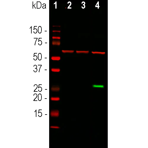 Western blot - Anti-GFP antibody [1F1] (AB315212)