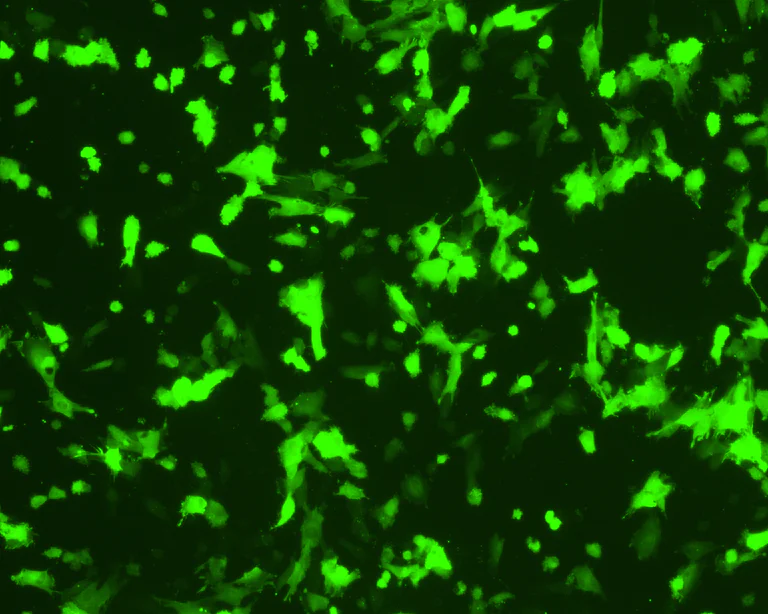 Immunocytochemistry - Anti-GFP antibody [3H9] (AB252881)