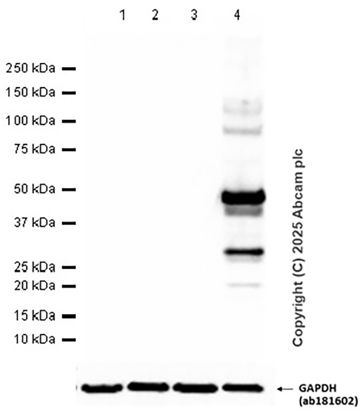 Western blot - Anti-GFP antibody [3H9] (AB252881)