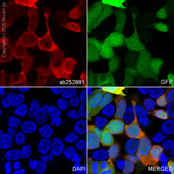 Immunocytochemistry/ Immunofluorescence - Anti-GFP antibody [3H9] - BSA and Azide free (AB255886), expandable thumbnail