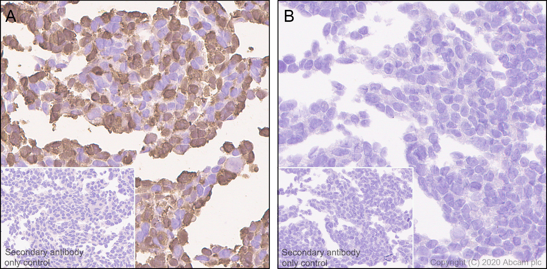 Immunohistochemistry (Formalin/PFA-fixed paraffin-embedded sections) - Anti-GFP antibody [3H9] - BSA and Azide free (AB255886), expandable thumbnail