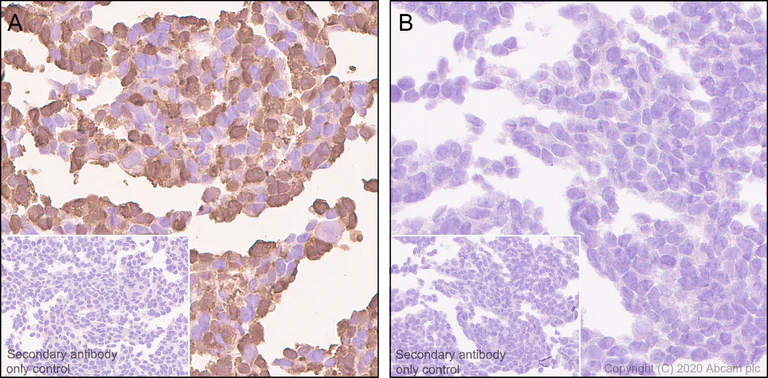 Immunohistochemistry (Formalin/PFA-fixed paraffin-embedded sections) - Anti-GFP antibody [3H9] - BSA and Azide free (AB255886)