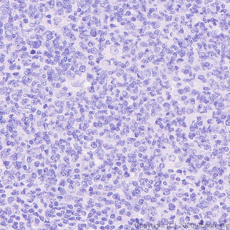 Immunohistochemistry (Formalin/PFA-fixed paraffin-embedded sections) - Anti-GFP antibody [3H9] - BSA and Azide free (AB255886), expandable thumbnail