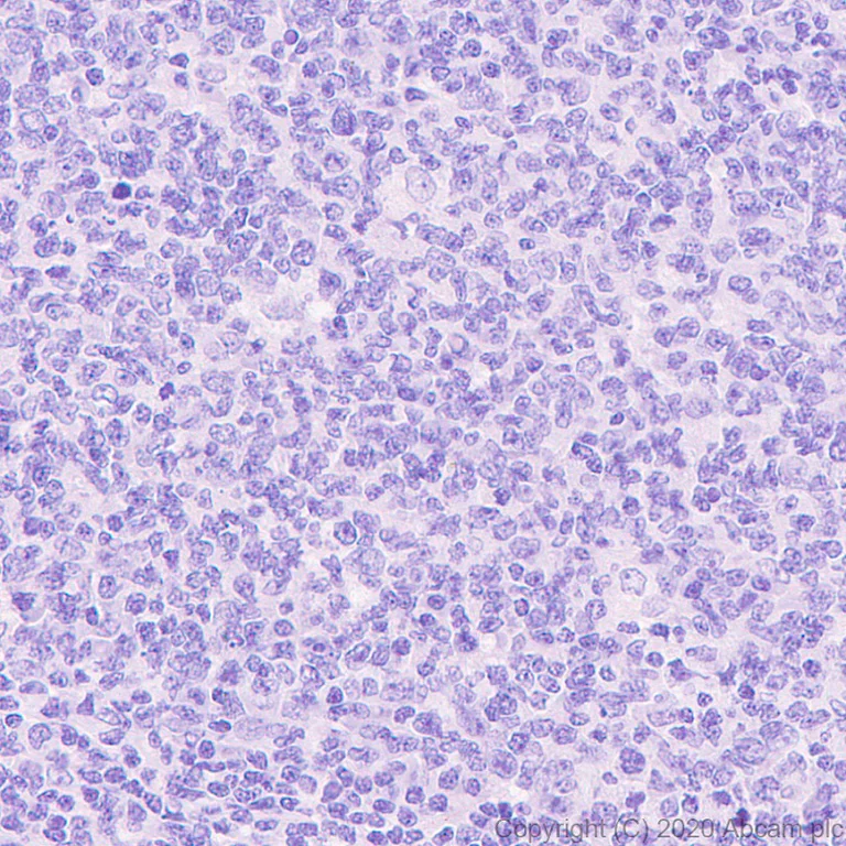 Immunohistochemistry (Formalin/PFA-fixed paraffin-embedded sections) - Anti-GFP antibody [3H9] - BSA and Azide free (AB255886)