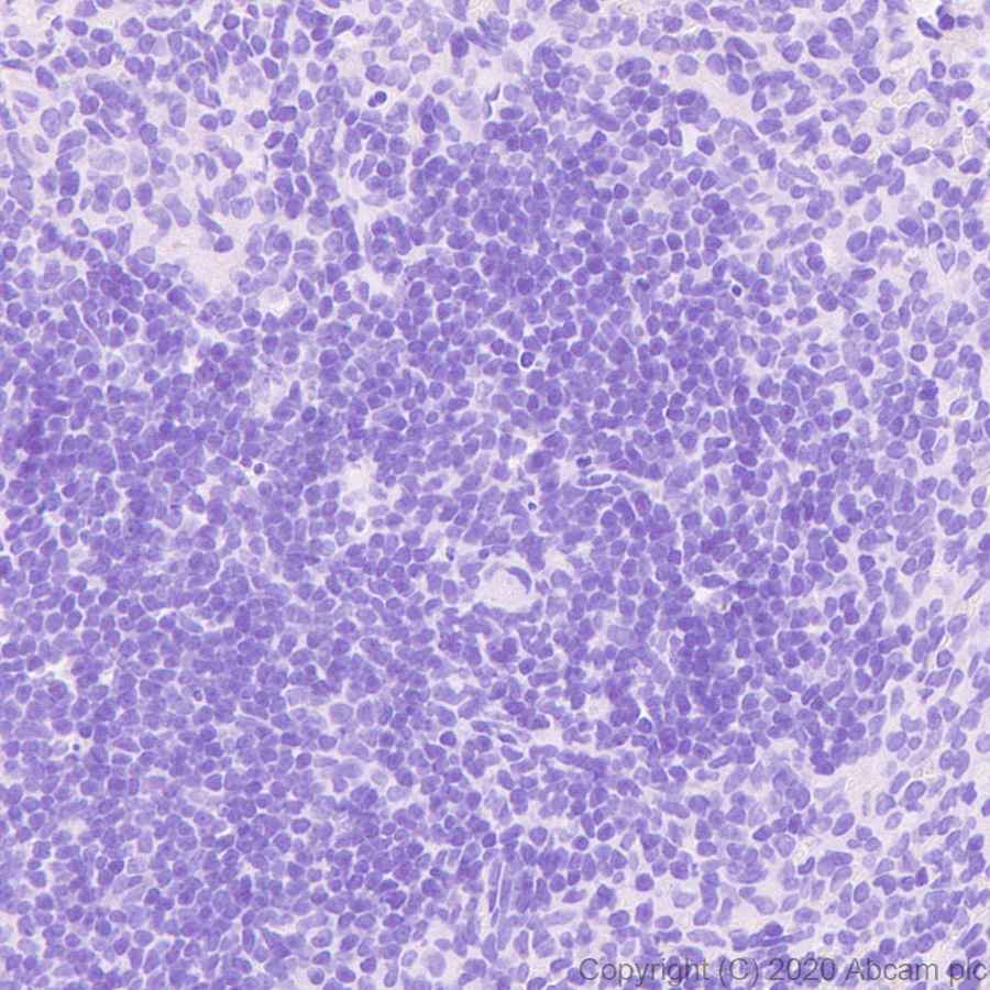 Immunohistochemistry (Formalin/PFA-fixed paraffin-embedded sections) - Anti-GFP antibody [3H9] - BSA and Azide free (AB255886), expandable thumbnail