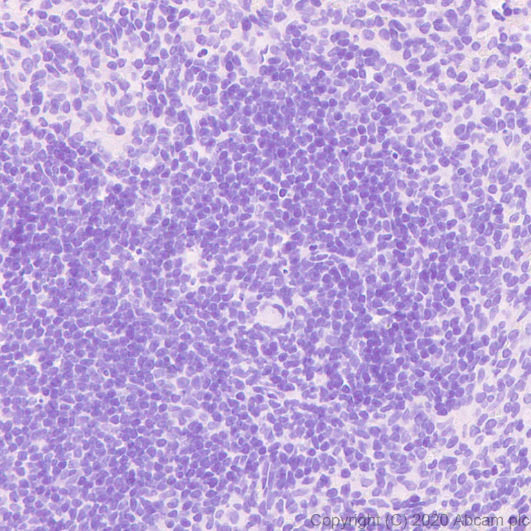 Immunohistochemistry (Formalin/PFA-fixed paraffin-embedded sections) - Anti-GFP antibody [3H9] - BSA and Azide free (AB255886)