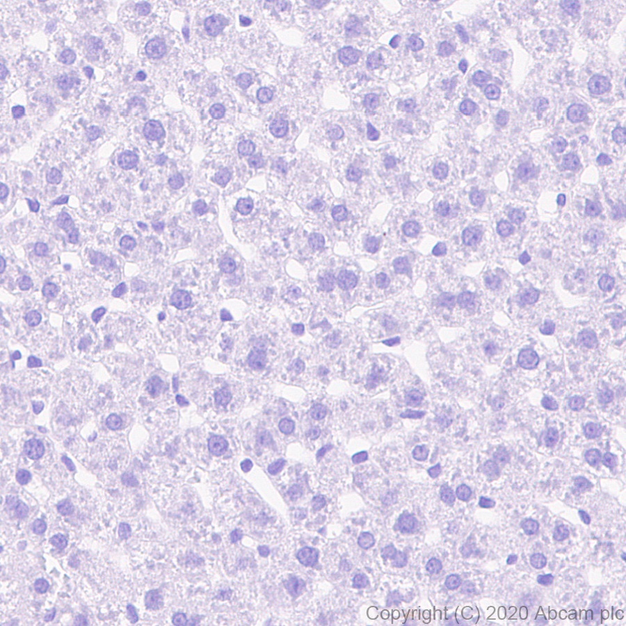 Immunohistochemistry (Formalin/PFA-fixed paraffin-embedded sections) - Anti-GFP antibody [3H9] - BSA and Azide free (ab255886), expandable thumbnail