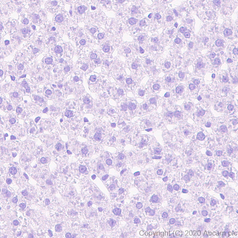 Immunohistochemistry (Formalin/PFA-fixed paraffin-embedded sections) - Anti-GFP antibody [3H9] - BSA and Azide free (AB255886)