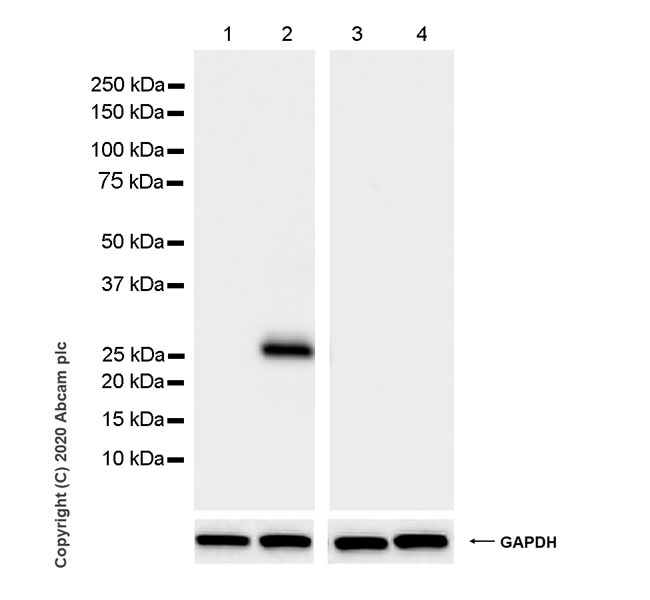 Western blot - Anti-GFP antibody [3H9] - BSA and Azide free (AB255886), expandable thumbnail