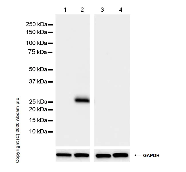 Western blot - Anti-GFP antibody [3H9] - BSA and Azide free (AB255886)