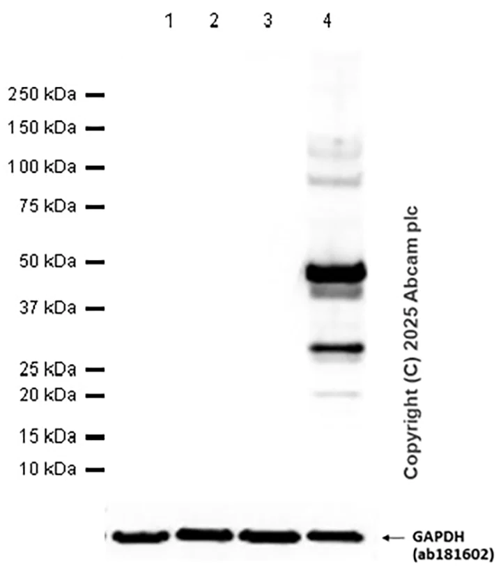 Western blot - Anti-GFP antibody [3H9] - BSA and Azide free (AB255886)