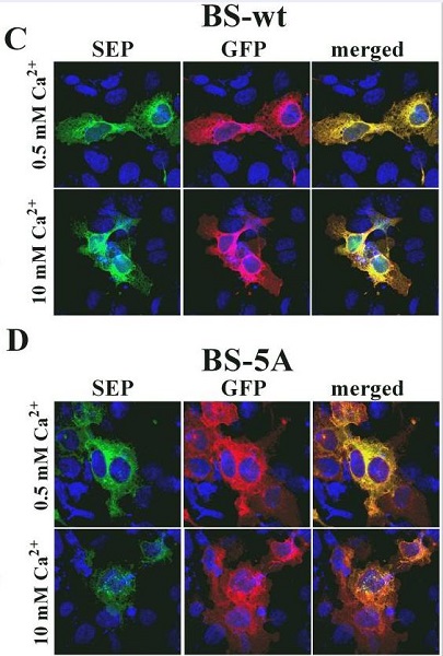 Immunocytochemistry/ Immunofluorescence - Anti-GFP antibody [9F9.F9] (AB1218), expandable thumbnail