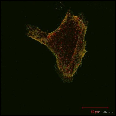 Immunocytochemistry/ Immunofluorescence - Anti-GFP antibody [9F9.F9] (AB1218), expandable thumbnail