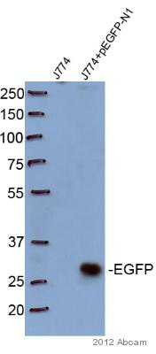 Western blot - Anti-GFP antibody [9F9.F9] (AB1218), expandable thumbnail