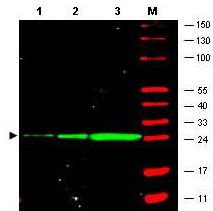Western blot - Anti-GFP antibody [9F9.F9] (AB1218), expandable thumbnail