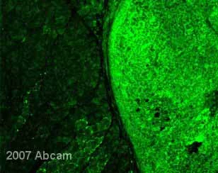 Immunocytochemistry/ Immunofluorescence - Anti-GFP antibody (AB13970)