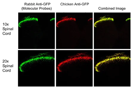 Immunocytochemistry/ Immunofluorescence - Anti-GFP antibody (AB13970)
